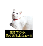 （ホワとクロ）（個別スタンプ：8）