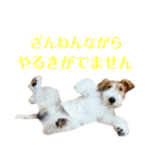 ぼろたんふぁ〜みりぃ3（個別スタンプ：19）