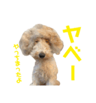 ぼろたんふぁ〜みりぃ3（個別スタンプ：37）
