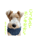 ぼろたんふぁ〜みりぃ3（個別スタンプ：38）