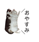 猫学生の日常 (Neko Gakusei）（個別スタンプ：5）