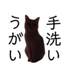 猫学生の日常 (Neko Gakusei）（個別スタンプ：9）