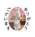 猫学生の日常 (Neko Gakusei）（個別スタンプ：11）