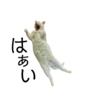 猫学生の日常 (Neko Gakusei）（個別スタンプ：16）