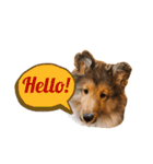 FOG the Shetland Sheepdog（個別スタンプ：1）