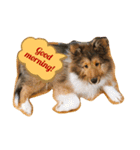 FOG the Shetland Sheepdog（個別スタンプ：2）