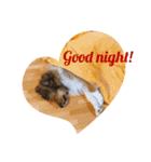 FOG the Shetland Sheepdog（個別スタンプ：3）