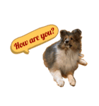 FOG the Shetland Sheepdog（個別スタンプ：4）