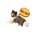 FOG the Shetland Sheepdog（個別スタンプ：5）