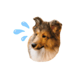 FOG the Shetland Sheepdog（個別スタンプ：6）