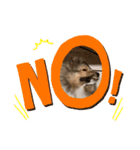 FOG the Shetland Sheepdog（個別スタンプ：7）