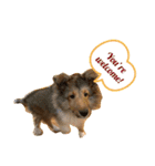 FOG the Shetland Sheepdog（個別スタンプ：9）
