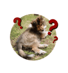 FOG the Shetland Sheepdog（個別スタンプ：11）