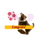 FOG the Shetland Sheepdog（個別スタンプ：14）