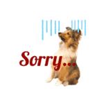 FOG the Shetland Sheepdog（個別スタンプ：15）