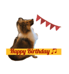 FOG the Shetland Sheepdog（個別スタンプ：16）