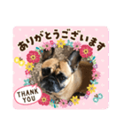 フレンチブルドックあずき（個別スタンプ：17）