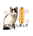 きなこがスタンプに。②猫ネコ可愛いねこ（個別スタンプ：1）