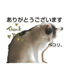 きなこがスタンプに。②猫ネコ可愛いねこ（個別スタンプ：2）