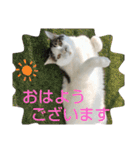 きなこがスタンプに。②猫ネコ可愛いねこ（個別スタンプ：3）