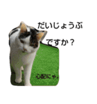 きなこがスタンプに。②猫ネコ可愛いねこ（個別スタンプ：4）