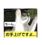 きなこがスタンプに。②猫ネコ可愛いねこ（個別スタンプ：5）