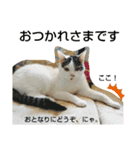 きなこがスタンプに。②猫ネコ可愛いねこ（個別スタンプ：6）