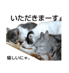 きなこがスタンプに。②猫ネコ可愛いねこ（個別スタンプ：7）