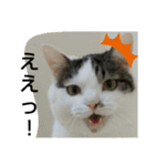 きなこがスタンプに。②猫ネコ可愛いねこ（個別スタンプ：8）
