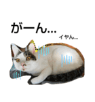 きなこがスタンプに。②猫ネコ可愛いねこ（個別スタンプ：9）