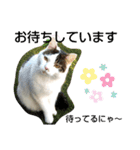 きなこがスタンプに。②猫ネコ可愛いねこ（個別スタンプ：10）