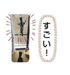 きなこがスタンプに。②猫ネコ可愛いねこ（個別スタンプ：11）