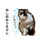きなこがスタンプに。②猫ネコ可愛いねこ（個別スタンプ：12）