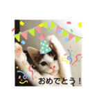 きなこがスタンプに。②猫ネコ可愛いねこ（個別スタンプ：13）
