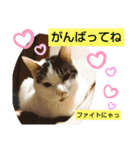 きなこがスタンプに。②猫ネコ可愛いねこ（個別スタンプ：14）