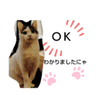 きなこがスタンプに。②猫ネコ可愛いねこ（個別スタンプ：15）