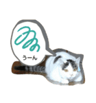 きなこがスタンプに。②猫ネコ可愛いねこ（個別スタンプ：16）