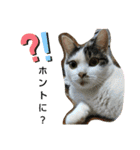 きなこがスタンプに。②猫ネコ可愛いねこ（個別スタンプ：18）