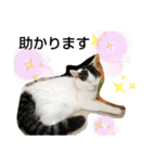 きなこがスタンプに。②猫ネコ可愛いねこ（個別スタンプ：19）