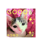 きなこがスタンプに。②猫ネコ可愛いねこ（個別スタンプ：23）