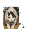 きなこがスタンプに。②猫ネコ可愛いねこ（個別スタンプ：24）