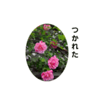 花にかこまれて（個別スタンプ：11）