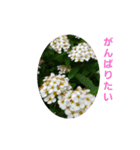 花にかこまれて（個別スタンプ：14）