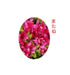 花にかこまれて（個別スタンプ：29）