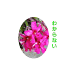 花にかこまれて（個別スタンプ：32）