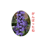 花にかこまれて（個別スタンプ：36）