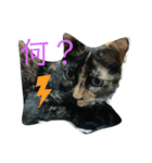 サビ猫の茶々さま（個別スタンプ：1）