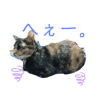 サビ猫の茶々さま（個別スタンプ：2）