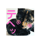 サビ猫の茶々さま（個別スタンプ：4）