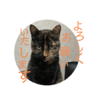 サビ猫の茶々さま（個別スタンプ：5）